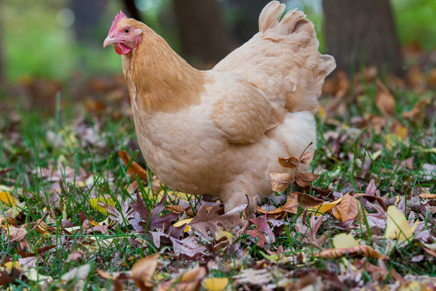 An Orpington chicken with beautiful pale ginger feathers