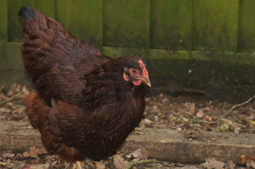 Lynn Beasleys vackra Rhode Island Red heter Liberty