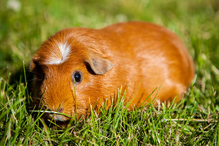 Crested guinea pig