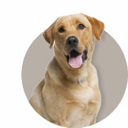 Hundhandbok