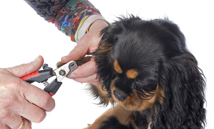 En hund blir omhändertagen och får sina klor klippta