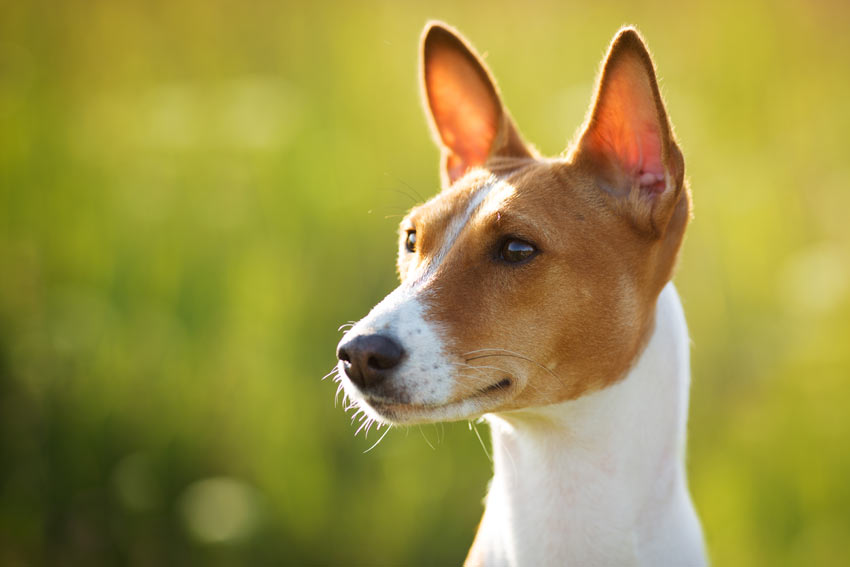 marked Absorbere rækkevidde Tecken på att din hund är sjuk | Allmän hundhälsa | Hundar | Guide