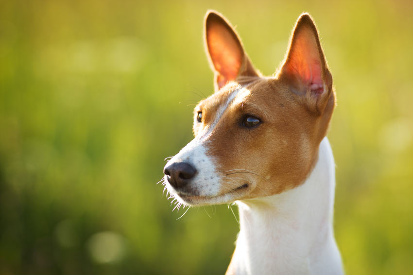 Bevægelse Sindssyge maling Tecken på att din hund är sjuk | Allmän hundhälsa | Hundar | Guide