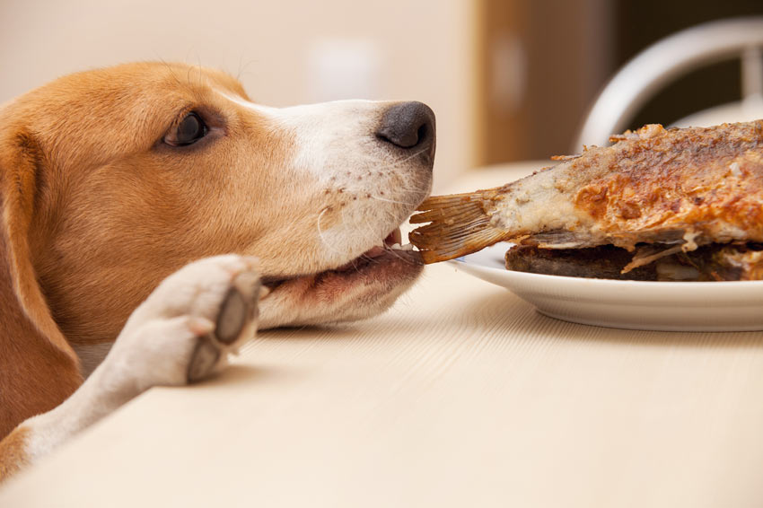 En beagle äter rester från bordet