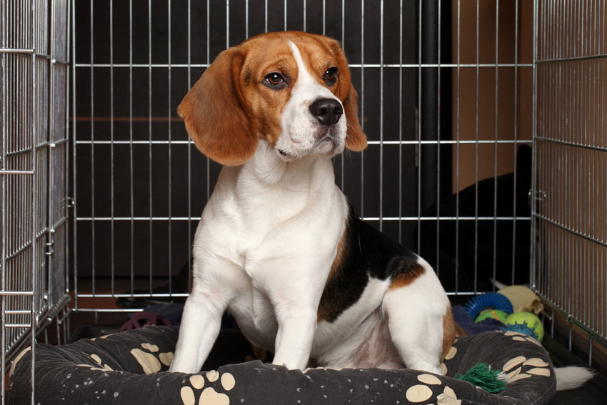 En beagle i en bur på ägarens jobb