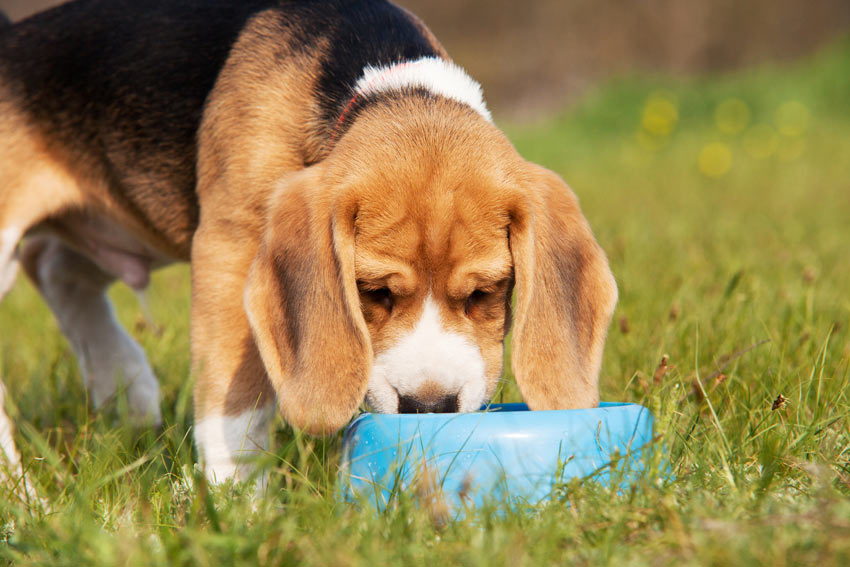 En beaglevalp äter en skål med mat