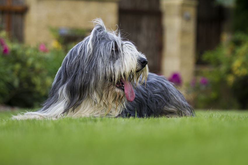 En bearded collie med fin lång päls