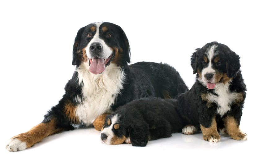 En berner sennenhund med sina valpar
