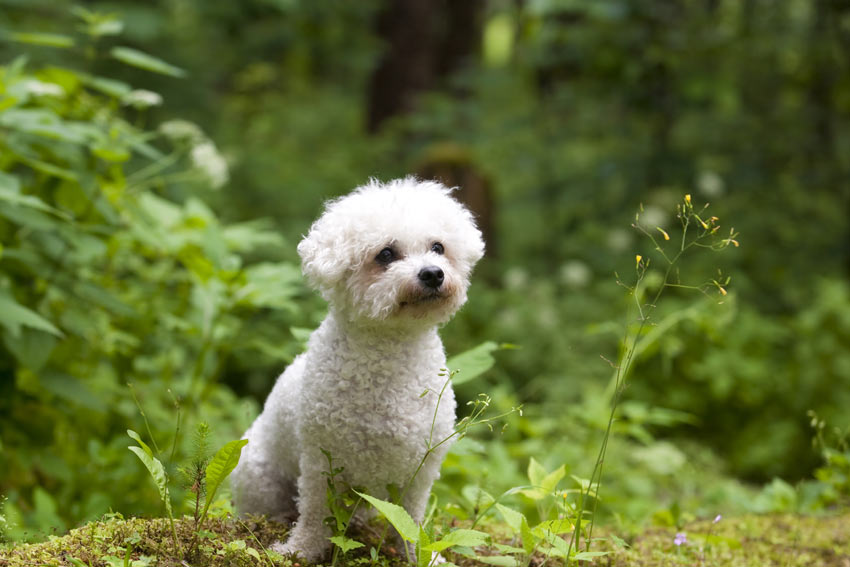 En bichon frisé med tätlockig hypoallergen päls