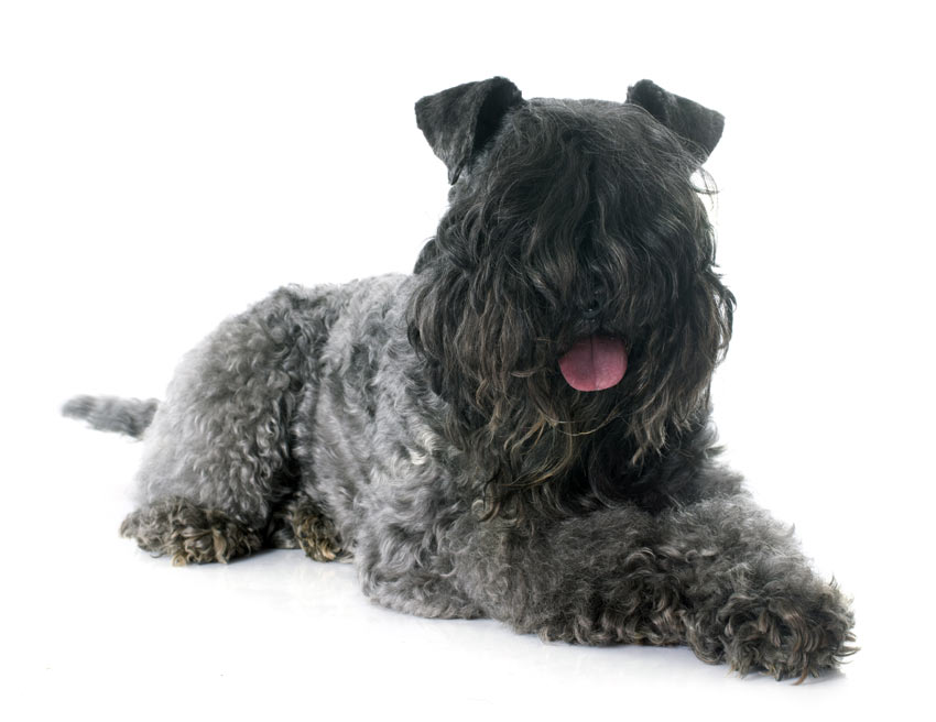 En rysk svart terrier med lockig päls