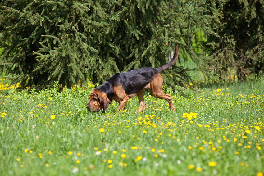 En blodhund följer ett spår