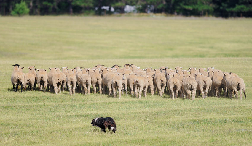 En border collie som flyttar en flock med får