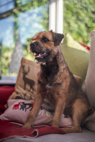 En borderterrier med vacker strävhårig päls