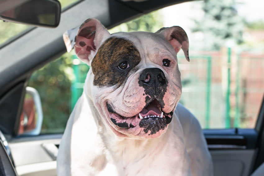 En bulldog åker i bilen