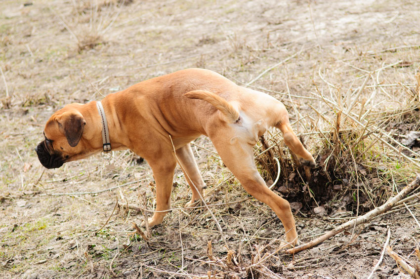 En bullmastiff går på toa utomhus