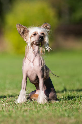 En chinese crested ute på gräset