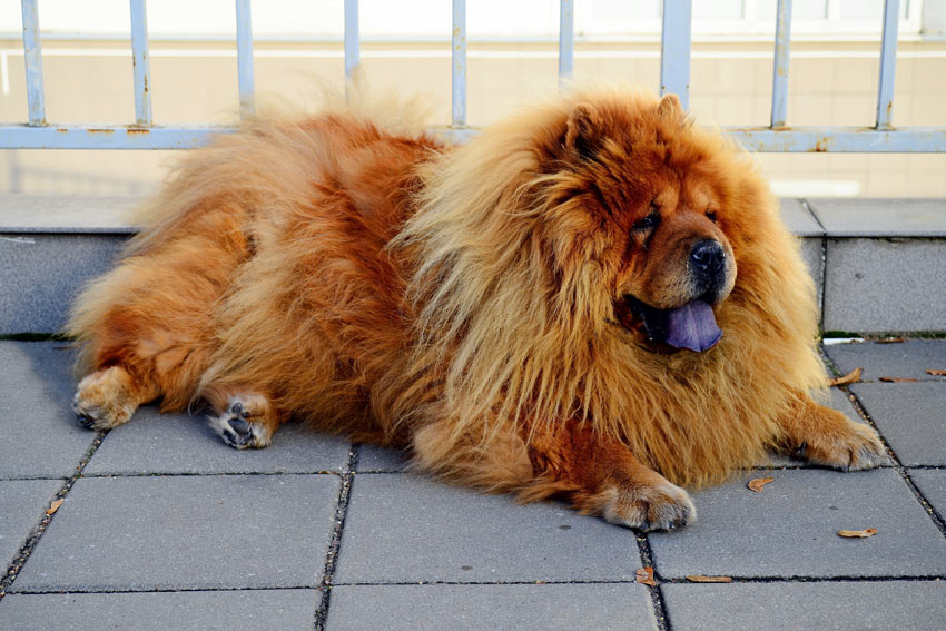 En chow chow med en märklig men superfin päls