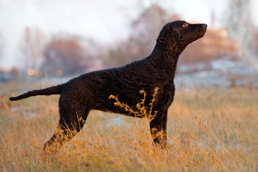 En curly coated retriever med svart lockig päls