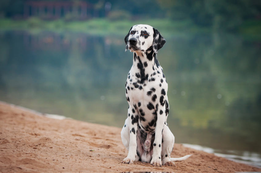 En dalmatin, en nyttohund