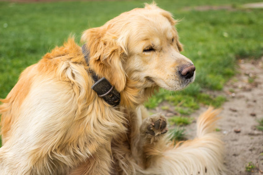 En golden retriever kliar på möjliga fästingar