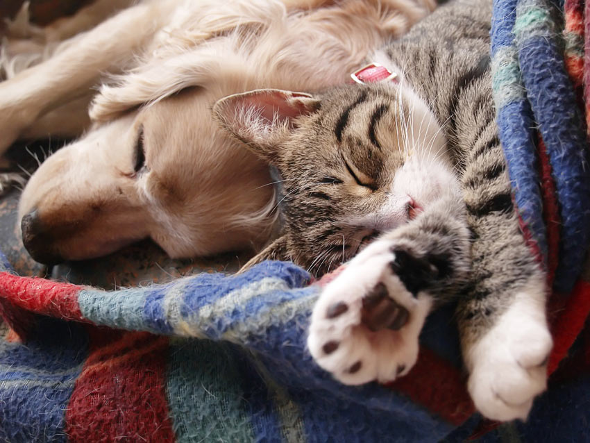 En golden retriever-valp och en katt sover tillsammans på samma filt