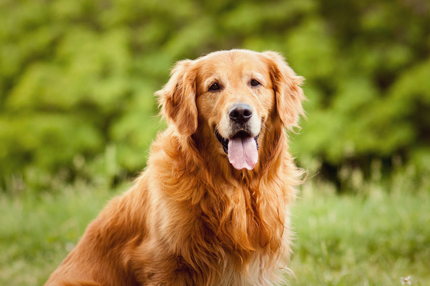 En golden retriever med en fin tjock päls