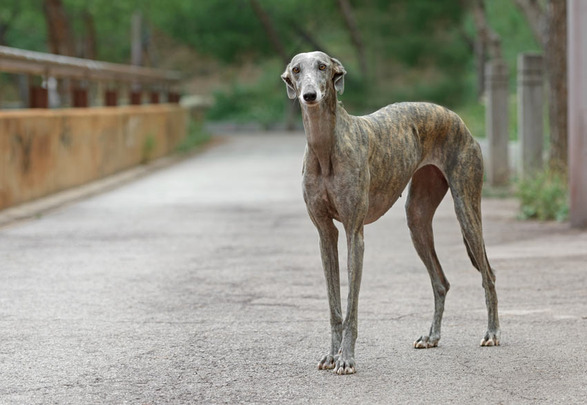 En greyhound med kort vacker päls