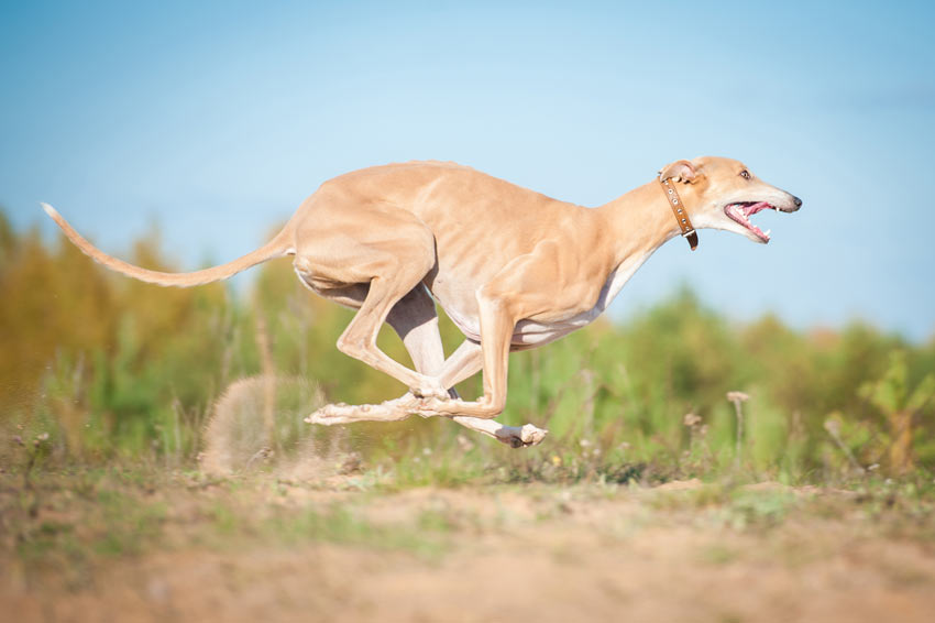 En greyhound med vacker kort päls
