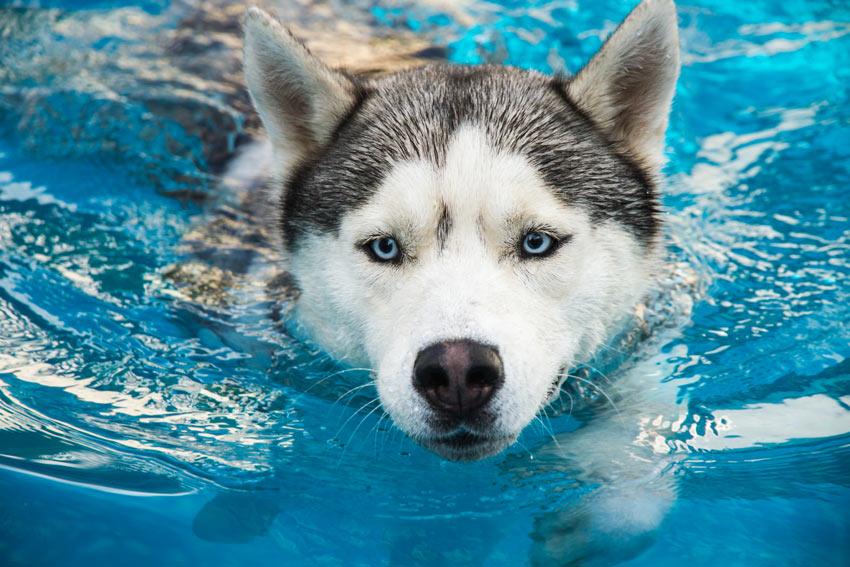 En husky simmar i en fin och ren pool