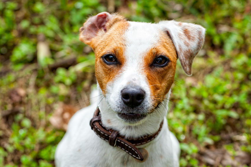 En jack russel med vackra friska ögon