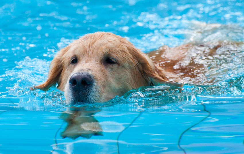 En labrador lär sig simma i en pool