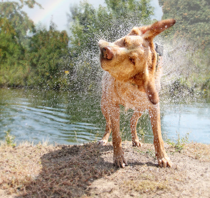 En labrador skakar av sig efter en simtur