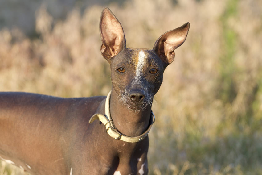 En mexikansk nakenhund med fina stora öron