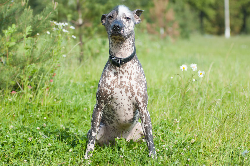 En vacker mexikansk nakenhund