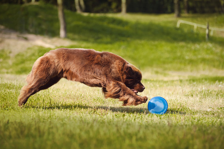 En newfoundland jagar en frisbee