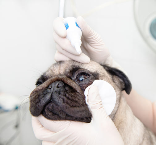 En mops får ögondroppar hos veterinären