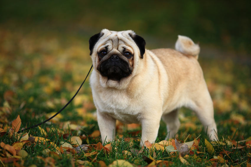 En mops sitter fint och är redo för lite motion