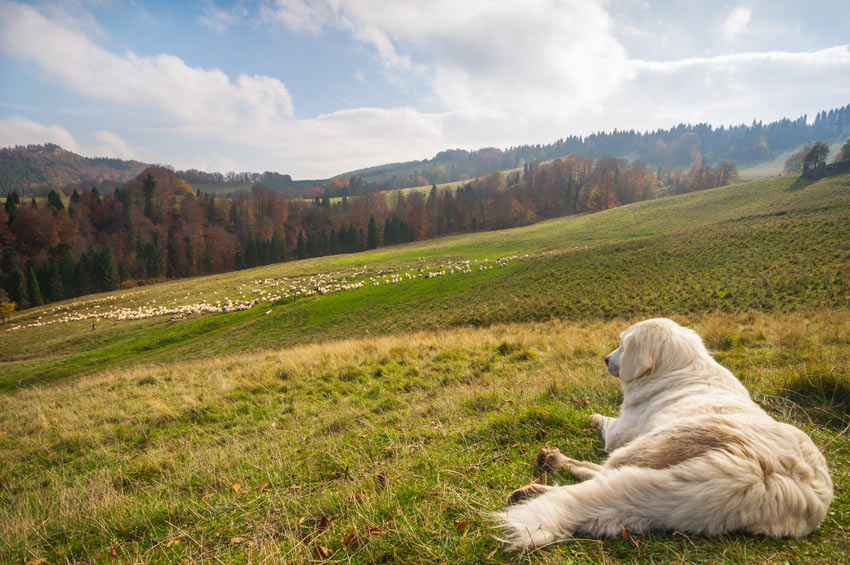 En fårhund vilar innan det är dags att valla fårflocken