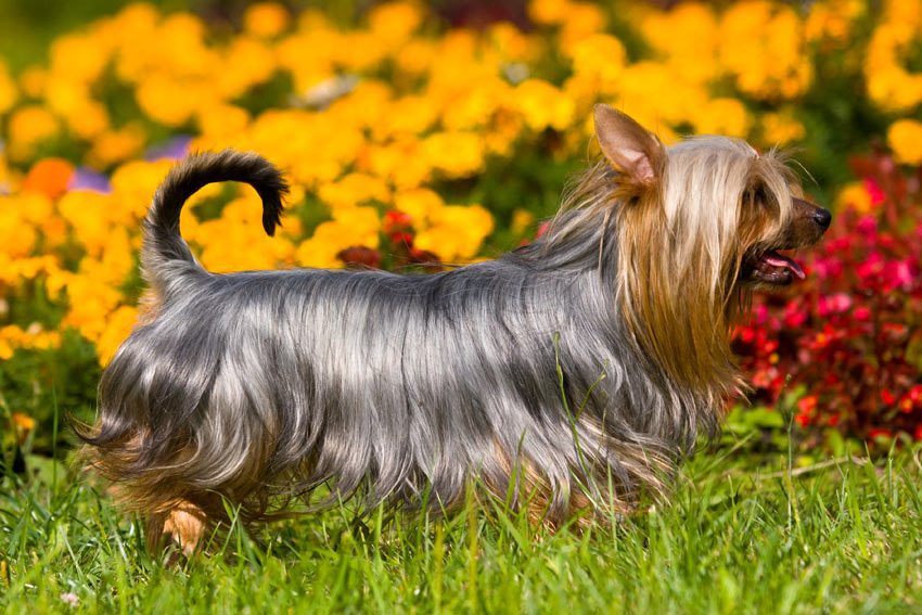 En silky terrier med en vacker skinande päls