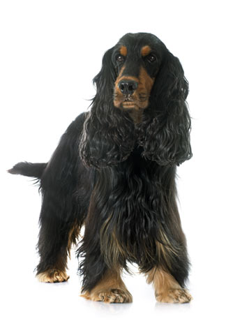 En spaniel med vacker silkespäls
