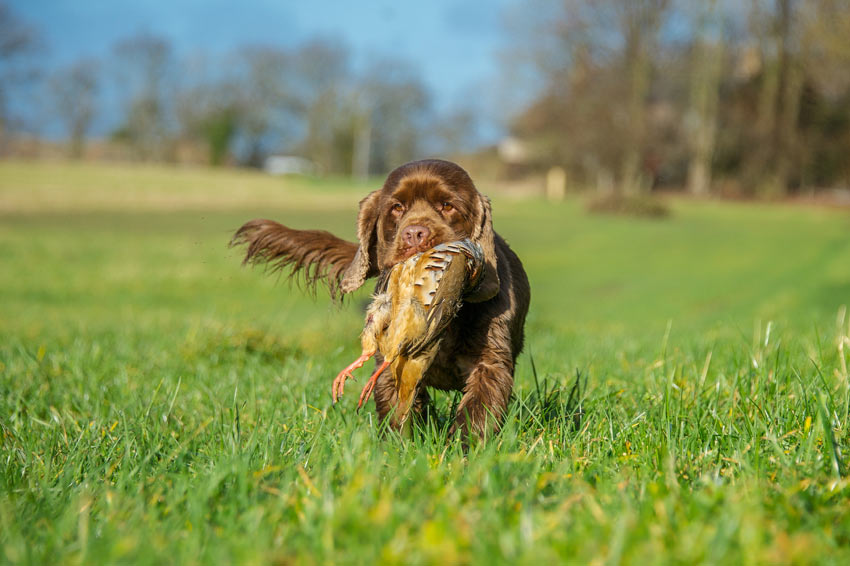 En sussexspaniel med en fågel i munnen