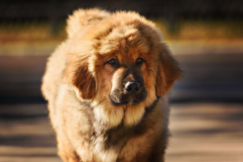 En tibetansk mastiff, den dyraste hunden som någonsin sålts
