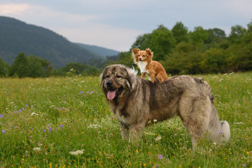 En dvärghund rider på en större hund
