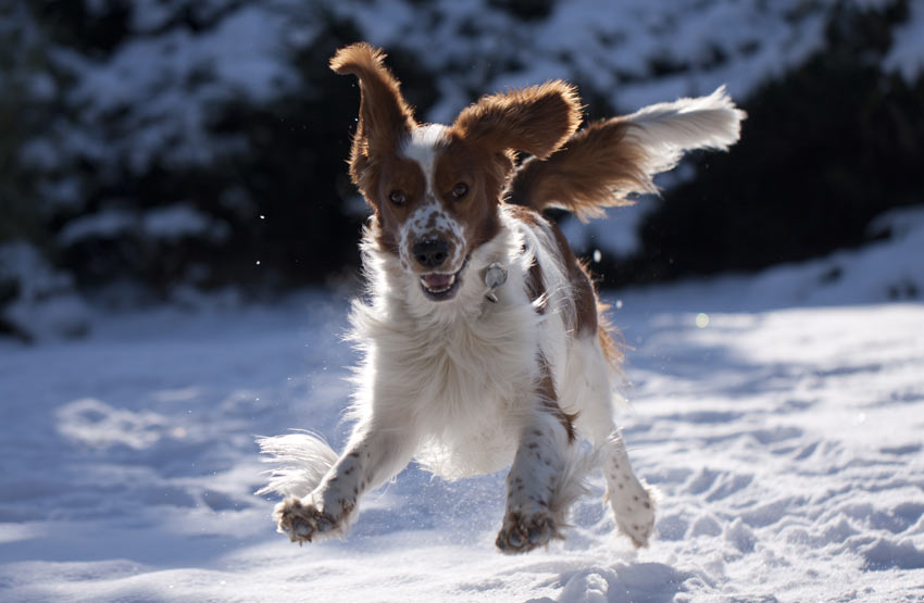 En welsh springer spaniel med tungan ute i snön