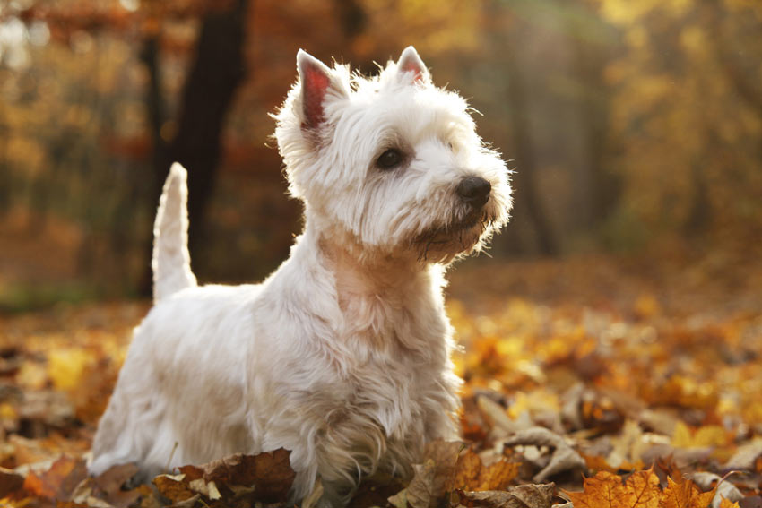 En West Highland-terrier med en vacker vit päls
