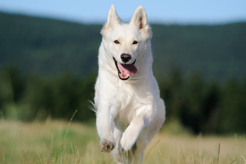 En vit herdehund springer runt utomhus