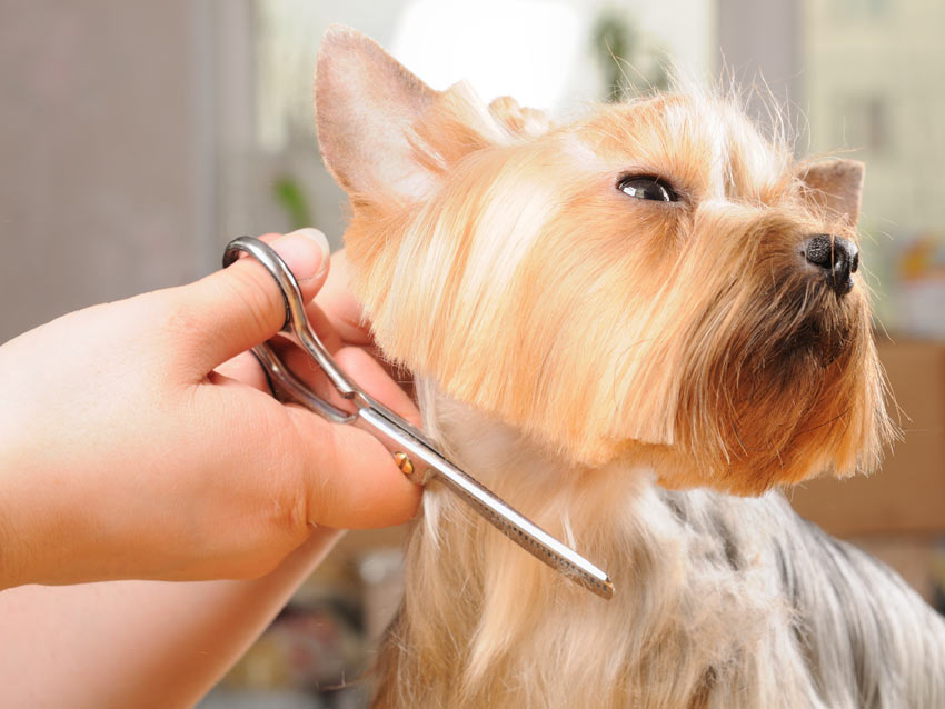 En yorkshireterrier får håret klippt