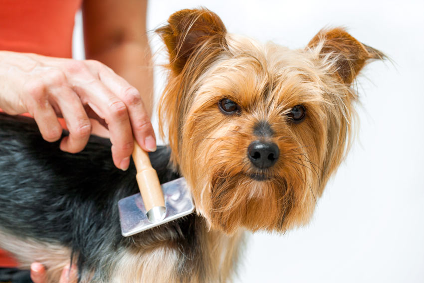 En gullig liten yorkshireterrier med vacker mörk päls