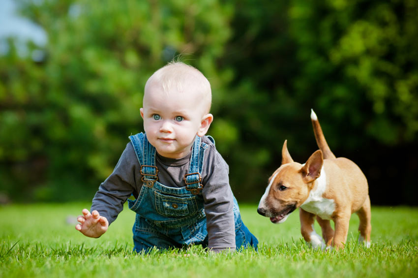 En bebis och en engelsk bullterrier leker på gräsmattan