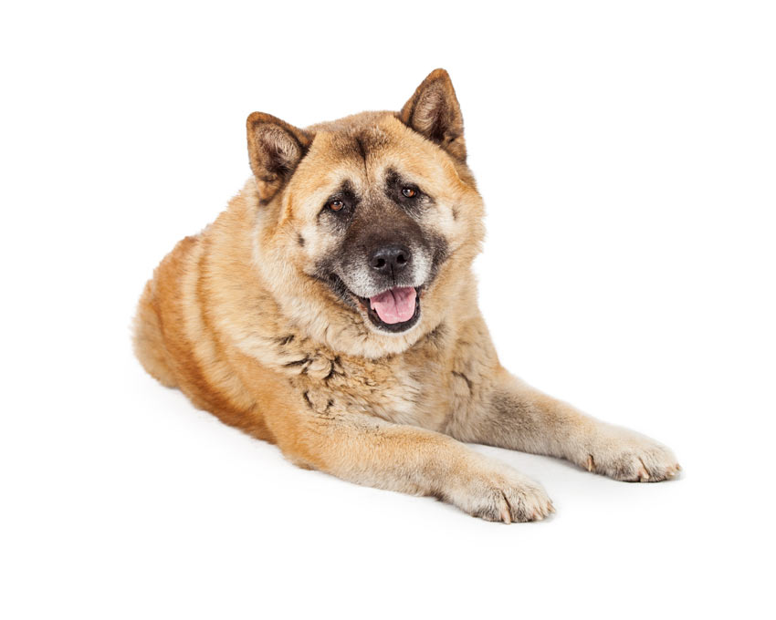 En vacker akita